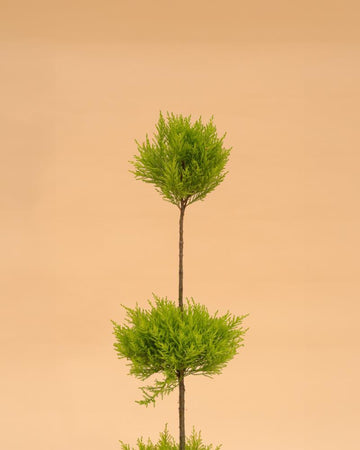 Cupressus 'Goldcrest Wilma' (3 bolas)