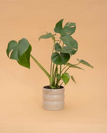 Monstera deliciosa