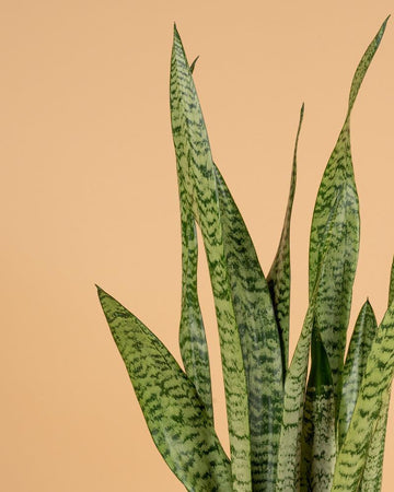 Sansevieria zeylanica