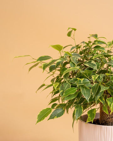 Ficus benjamina 'Kinky'