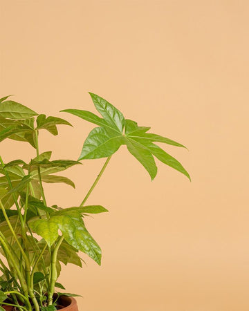 Fatsia japonica