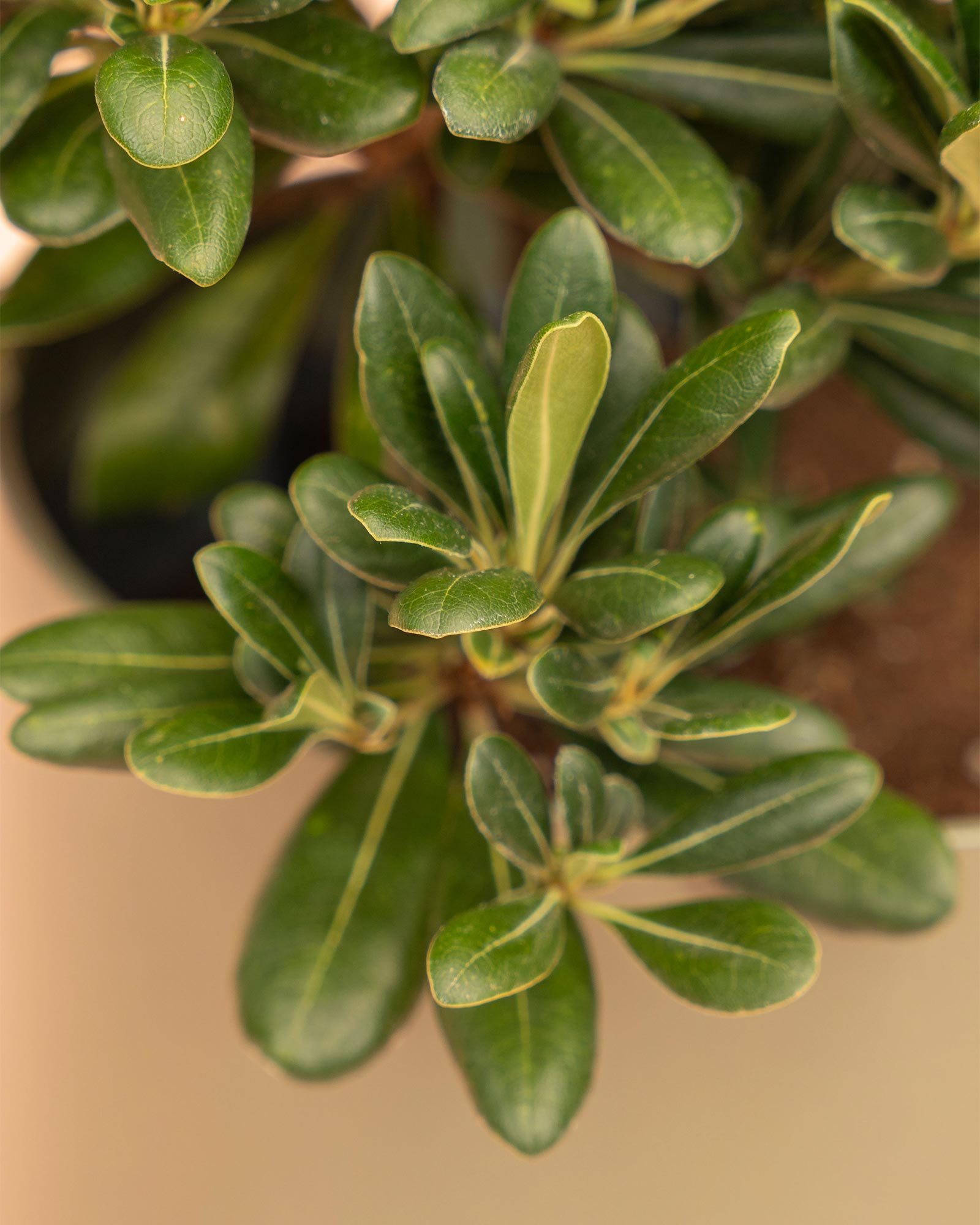 Pittosporum Tobira Nana