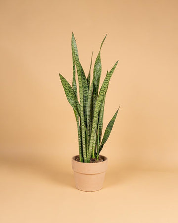 Sansevieria zeylanica