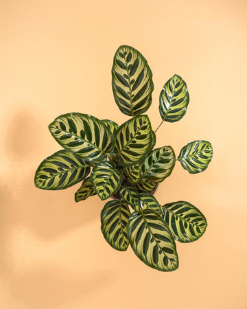 Calathea makoyana | 65cm