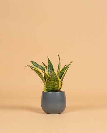 Sansevieria trifasciata 'Futura Superba'