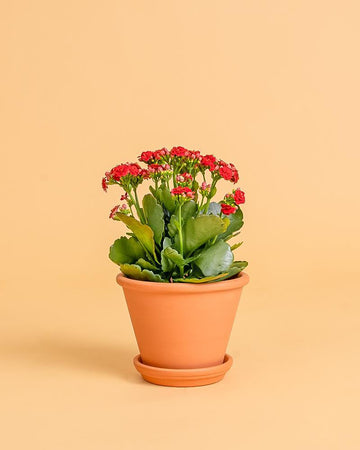Kalanchoe blossfeldiana (flor dobrada) | 15-20cm