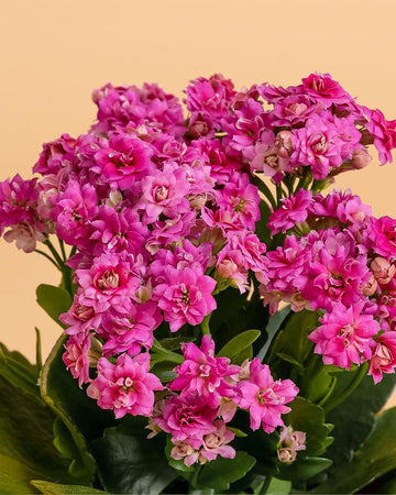 Kalanchoe blossfeldiana (flor dobrada) | 15-20cm