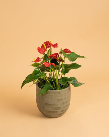 Anthurium andraeanum