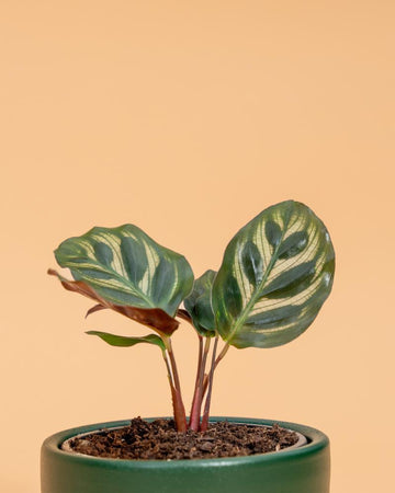 Calathea makoyana