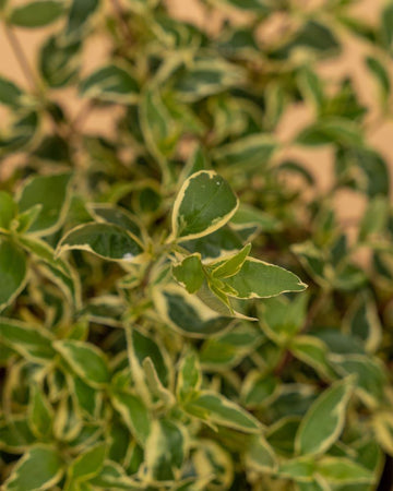 Abelia grandiflora 'Sterdemm'