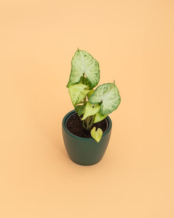 Syngonium 'White Butterfly'