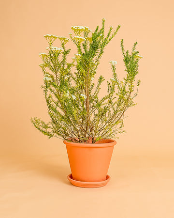 Ozothamnus rosmarinifolius