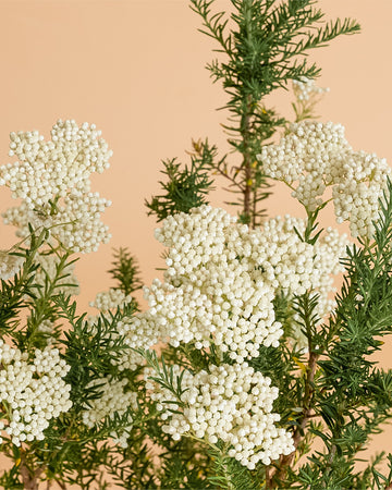 Ozothamnus rosmarinifolius