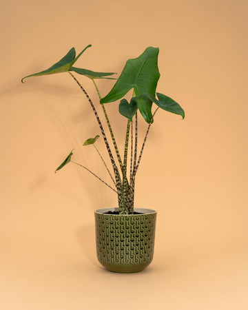 Alocasia zebrina