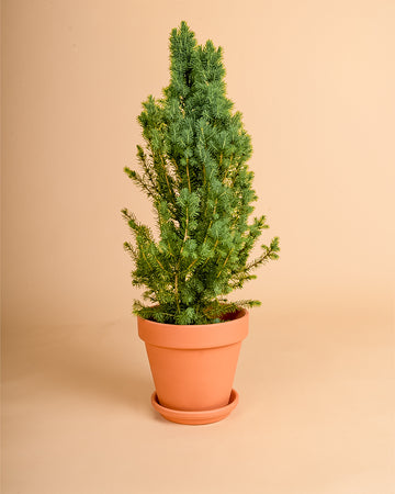 Picea glauca 'Conica'