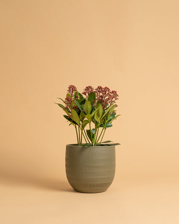 Skimmia japonica 'Rubella'