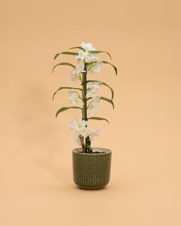 Dendrobium Nobile 2 Talos