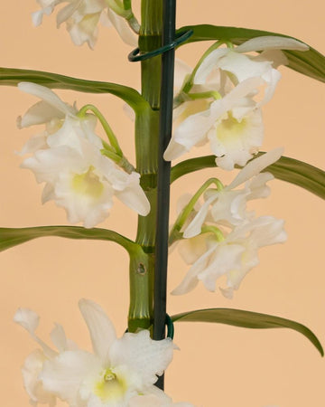 Dendrobium Nobile 2 Talos