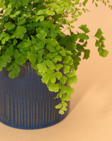 Adiantum raddianum ‘Fritz-Luthi’