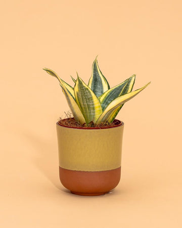 Sansevieria trifasciata 'Golden Hahnii'