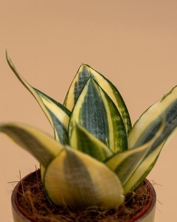 Sansevieria trifasciata 'Golden Hahnii'