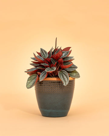 Peperomia 'Santorini'