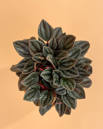 Peperomia 'Santorini'