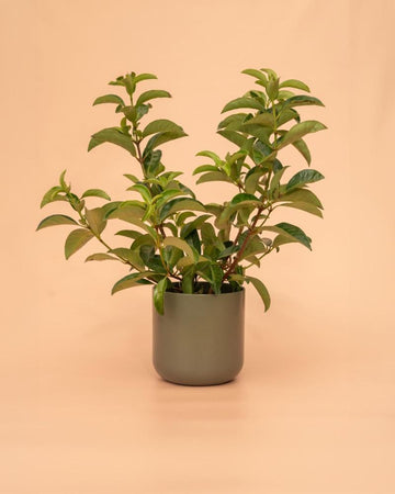 Viburnum lucidum