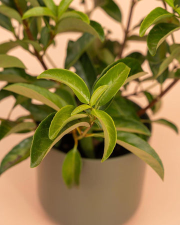 Viburnum lucidum