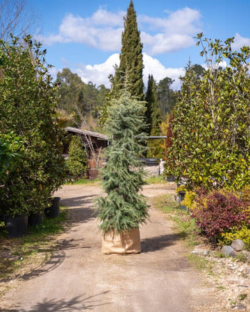 Cedrus deodara 'Aurea'