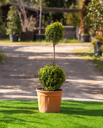 Cupressocyparis Leylandii 'Castlewellan Gold' 2 Bolas
