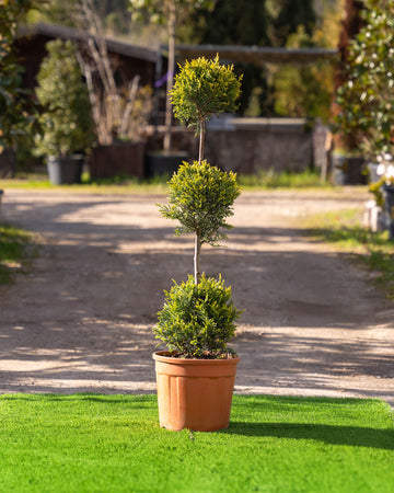 Cupressocyparis Leylandii 'Castlewellan Gold' 3 Bolas