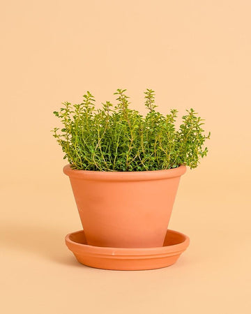 Thymus (tomilho)