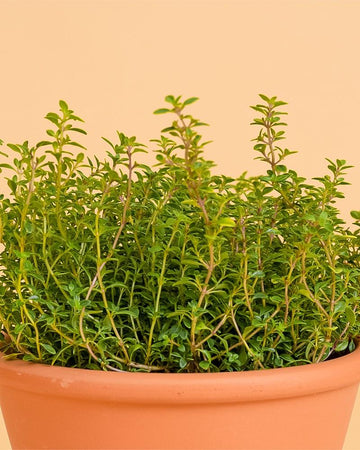 Thymus (tomilho)