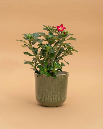 Adenium obesum 