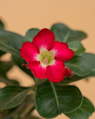 Adenium obesum 