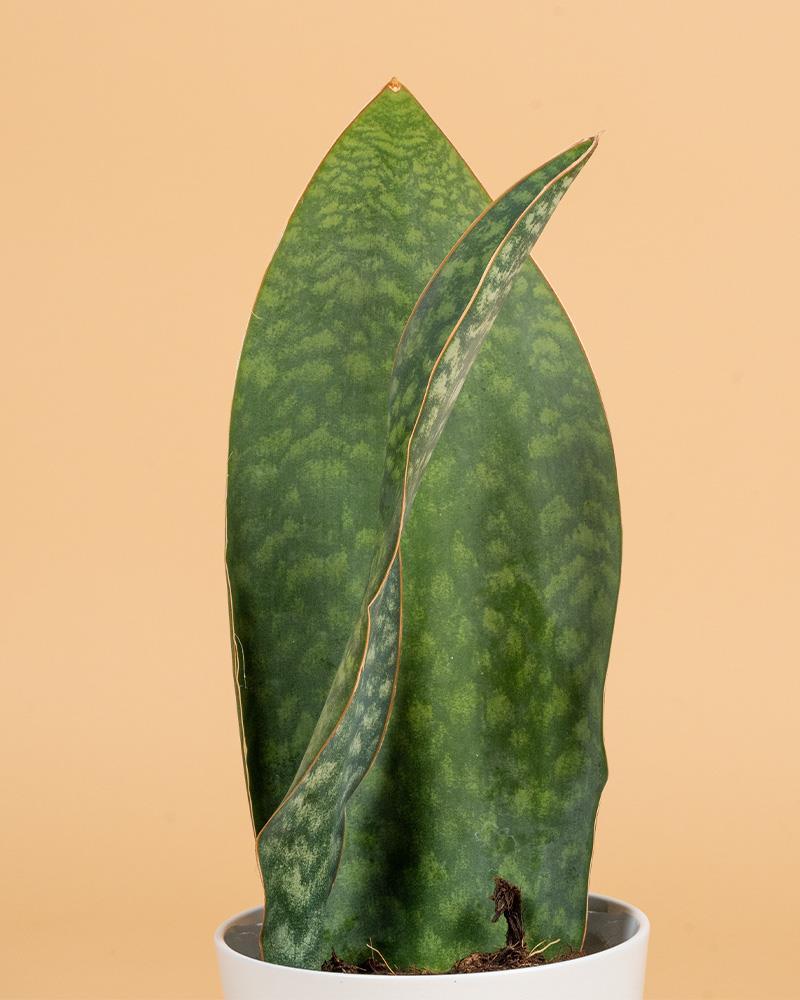 Sansevieria trifasciata ‘Victoria’