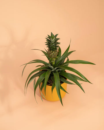 Ananas 'Duranas' - Mi Amigo