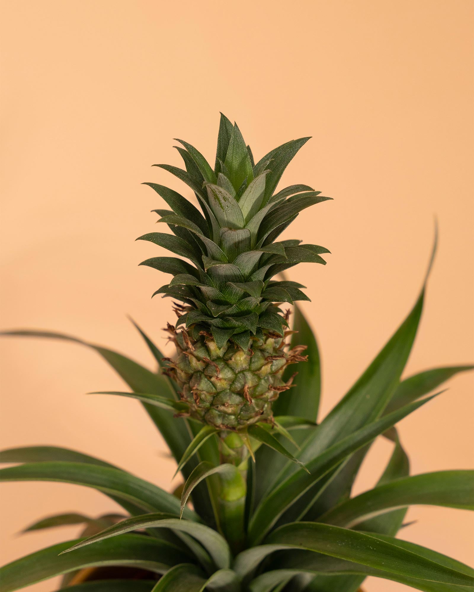 Ananas 'Duranas' - Mi Amigo