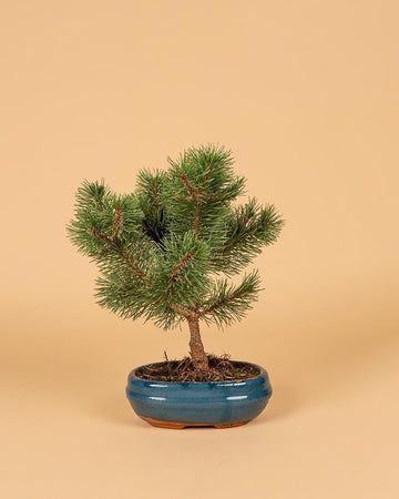 Bonsai Pinus