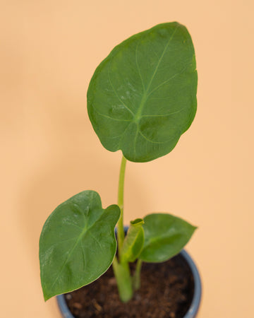 Alocasia macrorrhizos