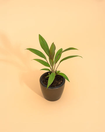 Cordyline fruticosa ‘Tango’