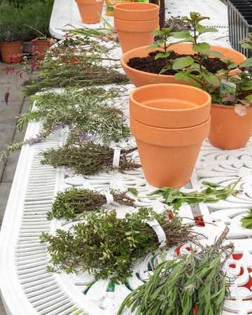 Workshop Plantas Aromáticas