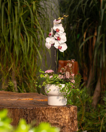 Workshop Orquídeas
