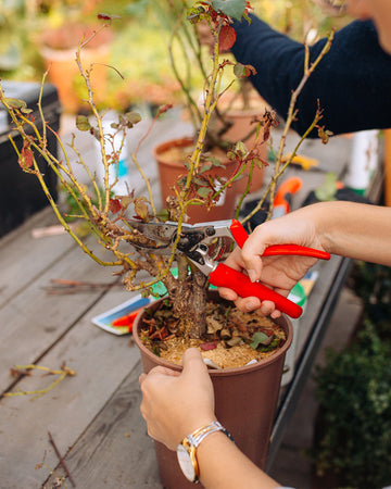 Workshop Podas de Inverno & Enxertos